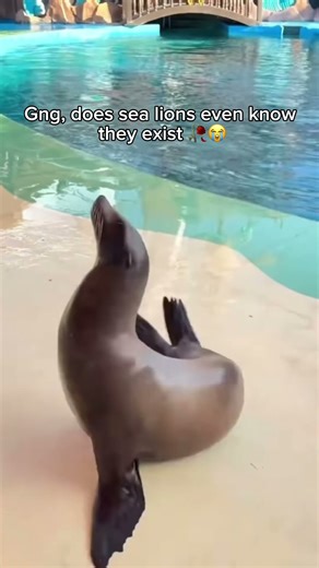 Why do they just emote randomly 😭