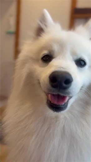 お水がおいしかったと伝えに来た犬 #日本スピッツ #中型犬 #shorts