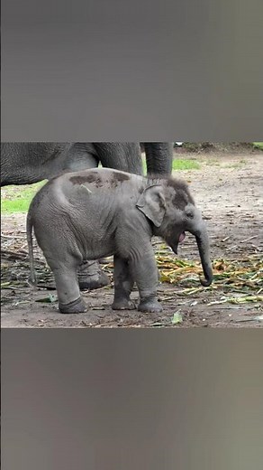 The Cutest Baby Elephant Yawn You'll See Today!🥹💗 #babyelephant #cuteanimal #wildlife #shorts