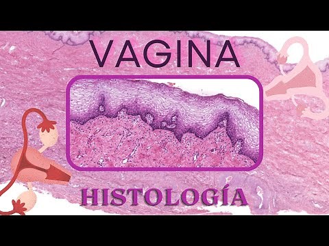 Histología de Vagina