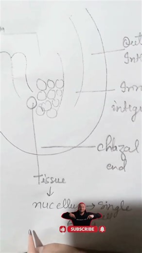 Ovule diagram simple and easy 🎯🎯🎯🎯#biology #ovul📚📚📚📚📚