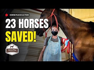 23 Saved From Slaughter | July Almost Live Buyout Intake and Assessment