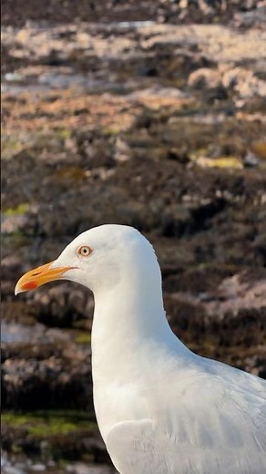 🇮🇲 A close encounter with a European Herring Gull 🕊️✨ #naturelovers