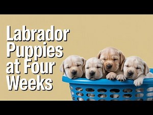 Meet These Adorable 4 Week Old Labrador Puppies!