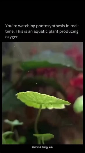 Rx_Vibes on Instagram: "You are watching photosynthesis in real time. This aquatic plant is producing oxygen—tiny bubbles of life formed from sunlight, water, and chlorophyll. Nature is truly magical. 🌿✨ Credits:-@world_of_biology_wob #Photosynthesis #AquaticPlants #RealTimeScience #OxygenProduction #NatureInAction #PlantMagic #ScienceReels #BiologyFacts #NatureLovers #UnderwaterWorld #GreenEnergy #PlantLife #EcoWonder #MicroWorld #ScienceIsCool #NaturalProcess #EducationalReels #InstaScience #