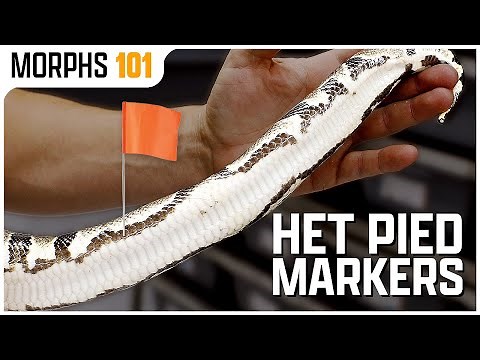 Is Your Ball Python Het Pied?! | Morphs 101