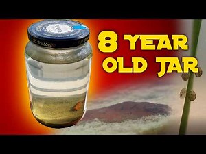 Planted Ecosphere - 8 Year Update - Evolution?