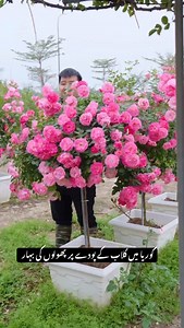 3.7K views · 80 reactions | Korean gardening 六‍ style | Plants Paragon Pattoki | Facebook