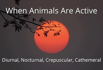 When Animals Are Active: Diurnal, Nocturnal, and Crepuscular