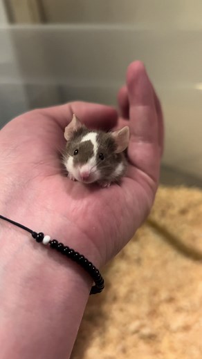 im expecting a litter soon, i am very excited to have some more bebes in the mousery! 🐁🤍 #fancymice#mousebreeder#rodentsoftiktok