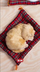 28 Kasım | Pelüş Minderde Uyuyan Hayvanlar | BİM