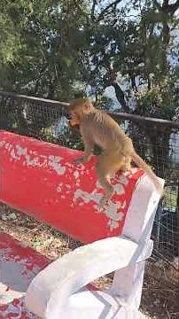 Monkeys sitting in a trees and looking beautiful and cute #comedywildlifephoto #whiskers #wildog