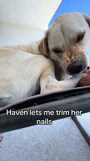 Labrador Nail Trimming ASMR: Haven's Gentle Experience