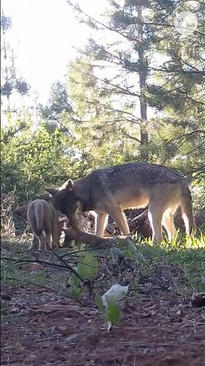 Gray wolf population rebounds in California with nine packs #Shorts