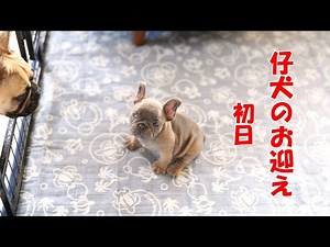 仔犬のお迎え初日！フレンチブルドッグ