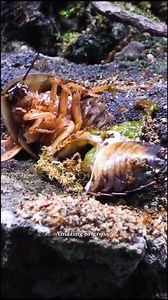 Feeder Insects Farming #antscanada | AntsCanada