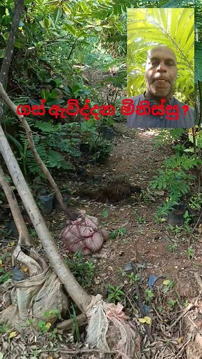 8.3K views · 73 reactions | මීට කලින් අහලා තියෙනවා? තවත් අයට දැනගැනීමට ගස් දොස්තර page එක follow කරලා share කරන්න | ගස් දොස්තර | Facebook