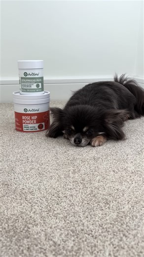 Winnie wants to show you all the Aniforte supplements she’s going to be using to help support her with luxating patellas 🥰 We are also excited to announce that we are now ambassadors for Aniforte and we have a code - ‘COLLABHARRY10’ The products in this post were kindly gifted 🧡