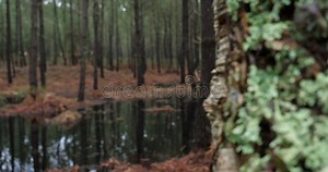árboles De Coníferas En El Bosque De Las Tierras. Nouvelle Aquitaine France. Almacen De Video - Vídeo: 223461937
