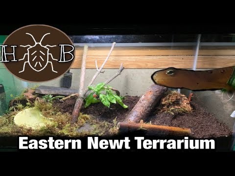 Building an Eastern Newt Terrarium