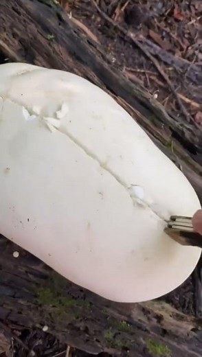 Found a Giant Puffball Mushroom 😱🍄