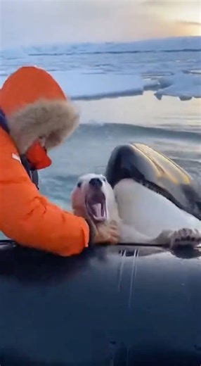 Polar Bear Saved From Orca in a Split Second Boat Rescue