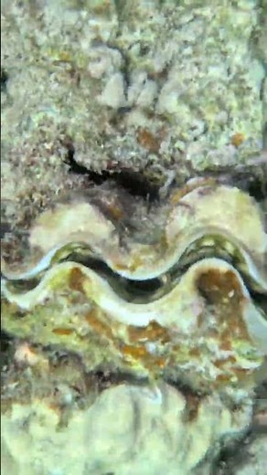 This Giant Clam Keeps Clenching Shut — Even After I Back Off! 🐚😳🌊