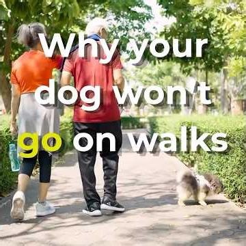 if your dog goes to the bathroom inside after you walk them, this is why