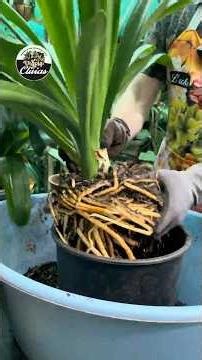 Divide & Multiply: How to Divide Your Clivia for More Blooms #plants #gardeningtips