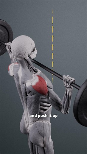 OVERHEAD PRESS
