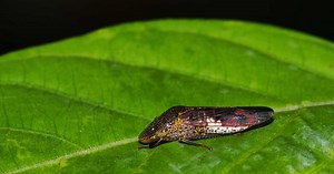 Qui est la mouche pisseuse ?