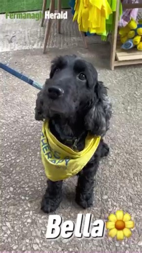 8K views · 35 reactions | PUPPY LOVE  Fermanagh Fun Farm opened its doors to some furry friends for the first time ever in honour of National Puppy Appreciation Day. Read more here: https://fermanaghherald.com/2025/03/watch-fermanagh-fun-farm-goes-barking-mad/ | Fermanagh Herald | Facebook