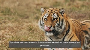 10 Rare Tiger Artifacts in Chinese History