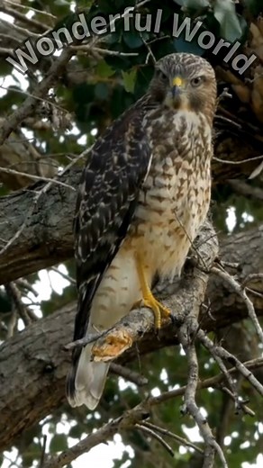 6.8K views · 65 reactions | Video di Emrah Aktaş Sound Effect by Наталья Баранова | Wonderful World | Facebook