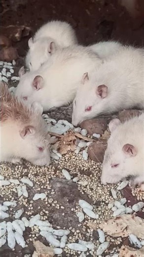 cute little white mouse #pets #cute #funny #cartooncharacter #cartoon #shortvideo #cats #dog