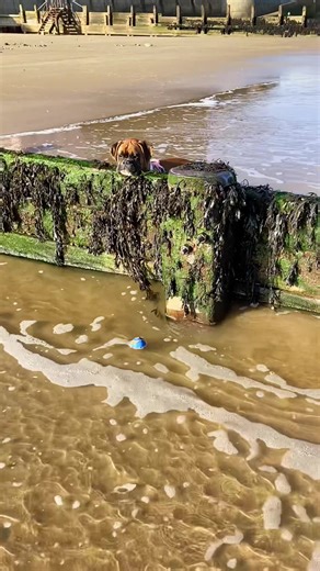 Help please? Pip got her ball in the end 😊 but did it again and again and again 😂 #helpplease #boxerdog #fypシ #funnydogs #dogsoftiktok