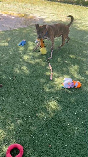 3.8K views · 141 reactions | 10-28-25 BARLEY WAS PRE ADOPTED THANK...