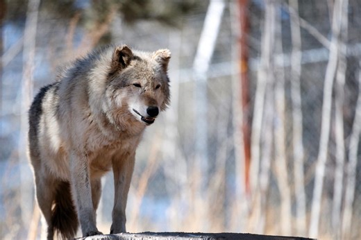 Gray wolf is latest victim of Trump retaliation, Colorado says