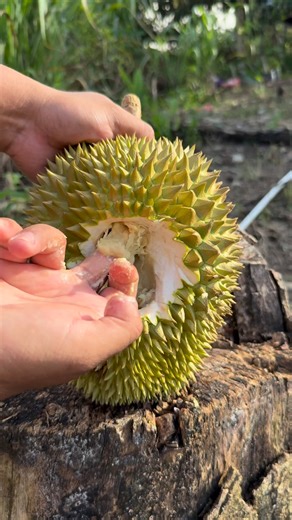 Hosea Masius on Instagram: "Thorn Fruit #reels"