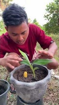 Great Technique for Growing Banana Trees to Produce Lots of Fruit 🍌 | Easy Banana Growing Method