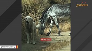 68K views · 4.3K reactions | Woman does the sweetest thing for chained donkey We interviewed instagram.com/bocelli_the_donkey for this video produced exclusively by GeoBeats. | GeoBeats Animals | Facebook