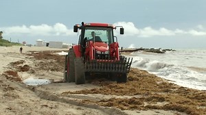 31K views · 274 reactions | Massive seaweed removal begins today between 26th and 32nd Streets. In this Miami-Dade Minute, see how elected officials and multiple agencies, including Miami-Dade Parks - the stewards of #OurCounty’s beaches - have come to the rescue. | Miami-Dade County Government | Facebook
