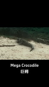 258K views · 3.5K reactions | An expedition team is stranded on Crocodile Island! #巨鳄 #MegaCrocodile #优酷电影 #youkumovie | Youku Movie | Facebook
