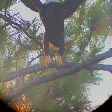 Eagle chirping, grooming, and Slomo takeoff.