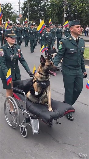 Honoring Courage on Every Step 🐾🎖️ #animallovers #puppy #rescueefforts #helicoptercartoon #gsds