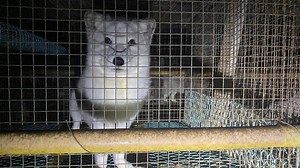 Inside Finland's cruel fox fur farms, perpetuated by luxury fashion