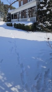 Corgis herding the neighbor's Labrador in eastern NC. | Corgi Lovers