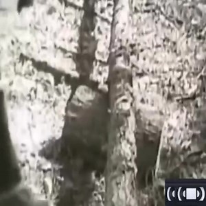 10K views · 382 reactions | Vintage Homelite Chainsaw Commercial | Historical Pictures | Facebook