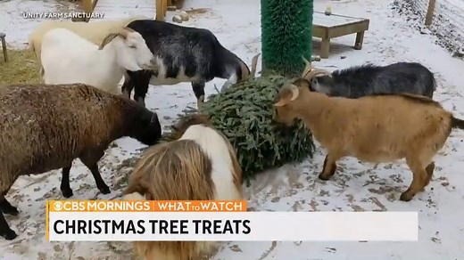 12K views · 60 reactions | These goats are helping people recycle their Christmas trees sustainably — and munching on holiday treats along the way  | CBS Mornings | Facebook