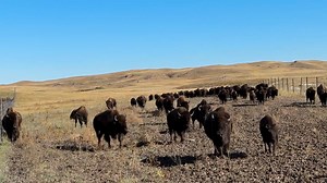 175K views · 2.2K reactions | Moved the herd into the corrals today for roundup! #bisonranch #bison #ranch #ranching #ag #agriculture #animal #animals #wild #wildanimals #SouthDakota #Prairie | 777 Bison Ranch | Facebook